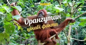 Цікаві факти про орангутанів